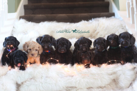 <strong>Week 6</strong><br>
11/12/2016<br>L-R: Max Jude Westfield IN, Caymus Maas East Grand Rapids MI, Murray Croshere Malibu CA 2nd NVL Puppy! Dehner Family Cincinnati OH, Figgy Bixler Lewis Center OH, Pridemore Family El Paso TX, Grace Baird Ashburn VA, Remy Olenjniczak Valparaiso IN, Buster Pagan El Paso TX, Best Family Union City KY