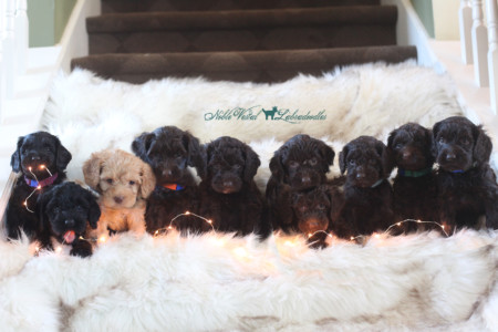 <strong>Week 6</strong><br>
11/12/2016<br>L-R: Max Jude Westfield IN, Caymus Maas East Grand Rapids MI, Murray Croshere Malibu CA 2nd NVL Puppy! Dehner Family Cincinnati OH, Figgy Bixler Lewis Center OH, Pridemore Family El Paso TX, Grace Baird Ashburn VA, Remy Olenjniczak Valparaiso IN, Buster Pagan El Paso TX, Best Family Union City KY