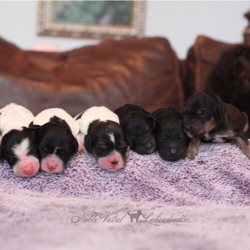 <strong>Newborn</strong><br>
01/10/2017<br>L-R: Girl, Girl, Girl, Girl, Girl, Boy, Boy