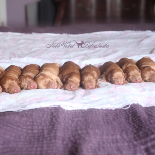 <strong>Week 1</strong><br>
01/21/2017<br>L-R: Girl, Girl, Girl, Boy, Boy, Boy, Boy, Boy, Boy, Boy, Boy