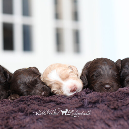 <strong>Week 2</strong><br>
02/25/2017<br>L-R: Girl, Girl, Girl, Boy, Boy