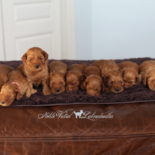 <strong>Week 3</strong><br>
02/04/2017<br>L-R: Girl, Girl, Girl, Boy, Boy, Boy, Boy, Boy, Boy, Boy, Boy