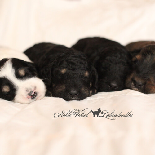 <strong>Week 3</strong><br>
01/28/2017<br>L-R: Girl, Girl, Boy, Boy