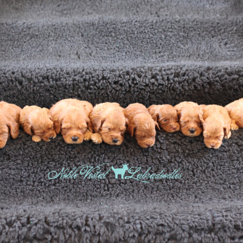 <strong>Week 4</strong><br>
02/11/2017<br>L-R: Girl, Girl, Girl, Boy, Boy, Boy, Boy, Boy, Boy, Boy, Boy