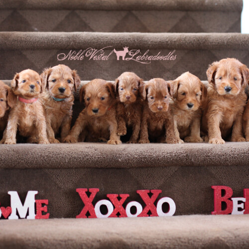 <strong>Week 5</strong><br>
02/19/2017<br>L-R: Girl, Girl, Girl, Boy, Boy, Boy, Boy, Boy, Boy, Boy, Boy