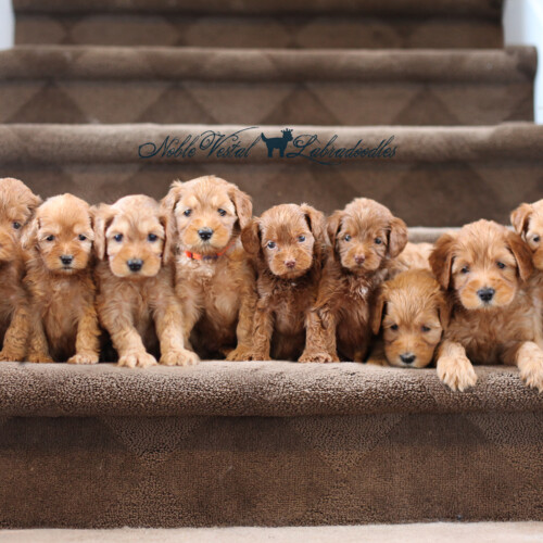 <strong>Week 6</strong><br>
02/25/2017<br>L-R: Girl, Girl, Girl, Boy, Boy, Boy, Boy, Boy, Boy, Boy, Boy