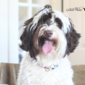 <strong>Noble Vestal's Wednesday</strong><br>aka Winnie Noble Vestal's Wednesday