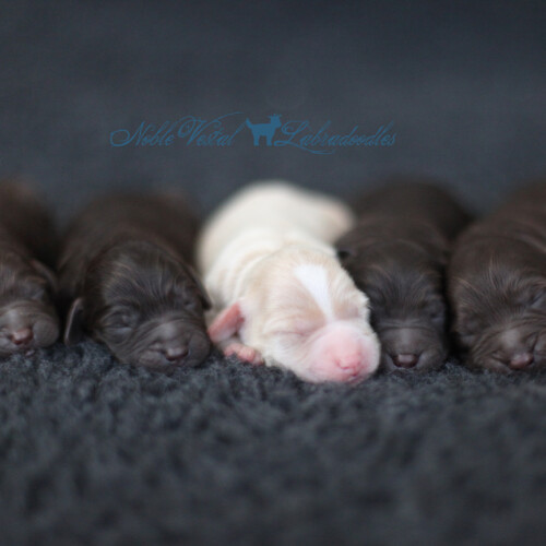 <strong>Newborn</strong><br>
02/07/2017<br>L-R: Girl, Girl, Girl, Boy, Boy