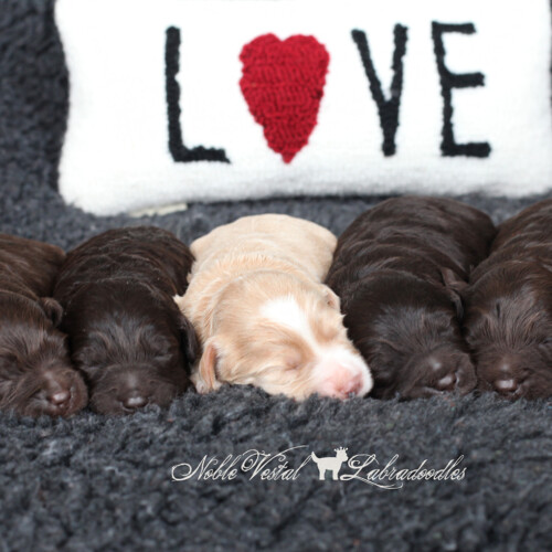 <strong>Week 1</strong><br>
02/19/2017<br>L-R: Girl, Girl, Girl, Boy, Boy