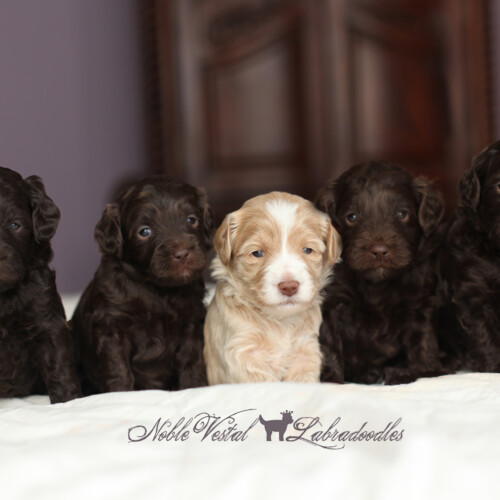 <strong>Week 3</strong><br>
03/05/2017<br>L-R: Girl, Girl, Girl, Boy, Boy