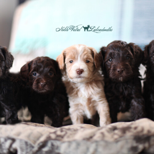 <strong>Week 4</strong><br>
03/12/2017<br>L-R: Girl, Girl, Girl, Boy, Boy