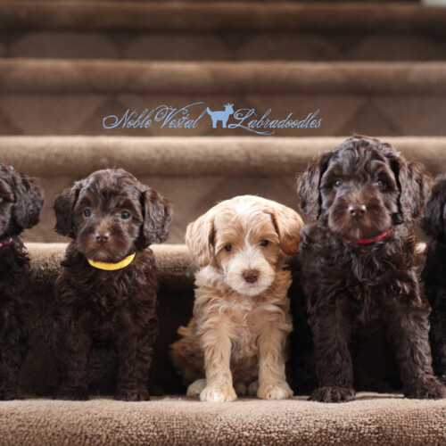 <strong>Week 6</strong><br>
03/25/2017<br>L-R: Girl, Girl, Girl, Boy, Boy