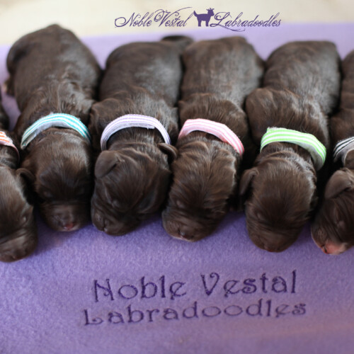 <strong>Newborn</strong><br>
03/28/2017<br>L-R: Girl, Girl, Girl, Girl, Boy, Boy