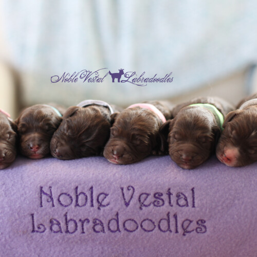 <strong>Newborn</strong><br>
03/28/2017<br>L-R: Girl, Girl, Girl, Girl, Boy, Boy