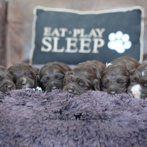 <strong>Week2</strong><br>
04/08/2017<br>L-R: Girl, Girl, Girl, Girl, Boy, Boy