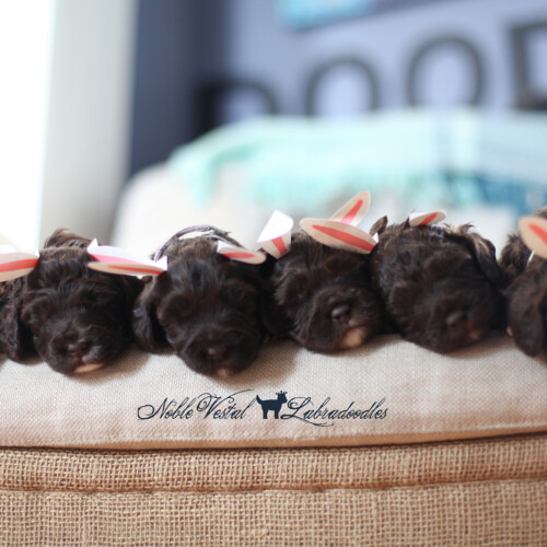 <strong>Week3</strong><br>
04/14/2017<br>L-R: Girl, Girl, Girl, Girl, Boy, Boy