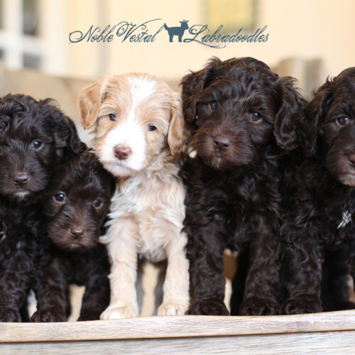 <strong>Week 5</strong><br>
03/18/2017<br>L-R: Girl, Girl, Girl, Boy, Boy