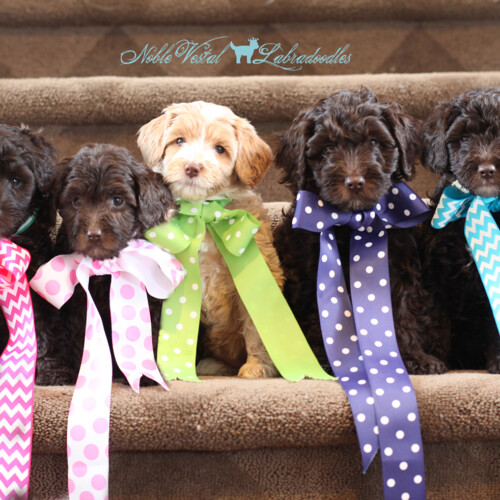 <strong>Week 7</strong><br>
04/01/2017<br>L-R: Congratulations to all of our Muppet Puppy families!!
L-R: Ruby Nunziante, Skyler Diver, NVL, Winning/Johnston, Lincoln Zucker