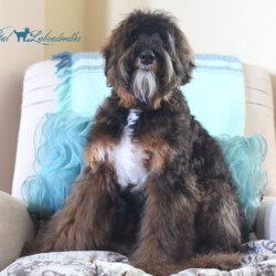 <strong>Labradoodle Dreams Thor's Hammer</strong><br/> aka Hammer<br />
ALAA-098148  WALA-00003147 Thor's Hammer