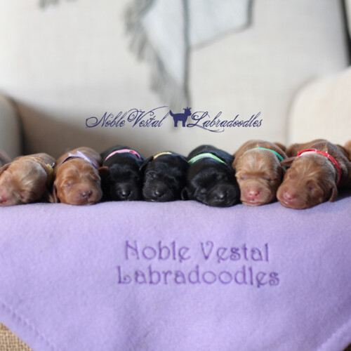 <strong>Newborn</strong><br>
04/17/2017<br>L-R: Girl, Girl, Girl, Girl, Boy, Boy, Boy, Boy, Boy