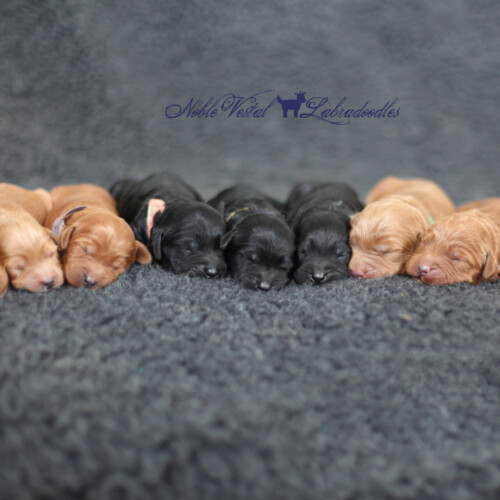 <strong>Week 1</strong><br>
04/22/2017<br>L-R: Girl, Girl, Girl, Girl, Boy, Boy, Boy, Boy, Boy