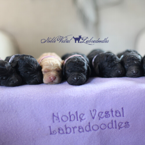 <strong>Newborn</strong><br>
04/15/2017<br>L-R: Girl, Girl, Girl, Boy, Boy, Boy, Boy