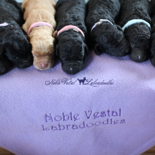 <strong>Newborn</strong><br>
04/15/2017<br>L-R: Girl, Girl, Girl, Boy, Boy, Boy, Boy