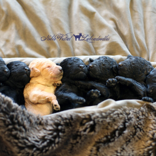 <strong>Week 1</strong><br>
04/22/2017<br>L-R: Girl, Girl, Girl, Boy, Boy, Boy, Boy