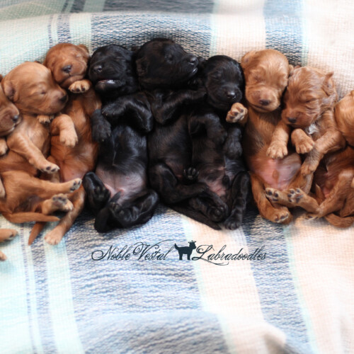 <strong>Week 2</strong><br>
04/29/2017<br>L-R: Girl, Girl, Girl, Girl, Boy, Boy, Boy, Boy, Boy