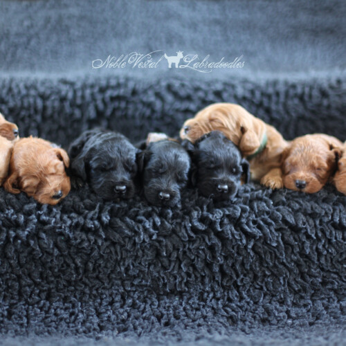 <strong>Week 3</strong><br>
05/06/2017<br>L-R: Girl, Girl, Girl, Girl, Boy, Boy, Boy, Boy, Boy