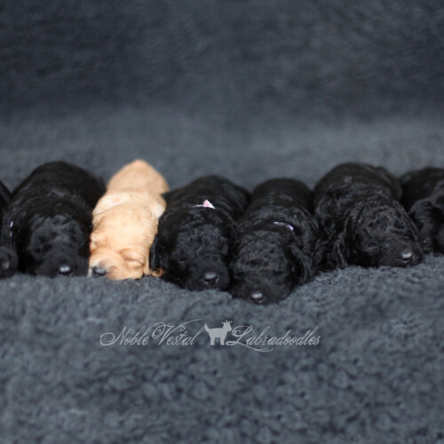 <strong>Week 2</strong><br>
04/29/2017<br>L-R: Girl, Girl, Girl, Boy, Boy, Boy, Boy