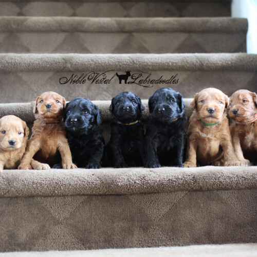 <strong>Week 4</strong><br>
05/13/2017<br>L-R: Girl, Girl, Girl, Girl, Boy, Boy, Boy, Boy, Boy