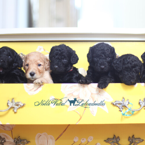 <strong>Week 3</strong><br>
05/06/2017<br>L-R: Girl, Girl, Girl, Boy, Boy, Boy, Boy