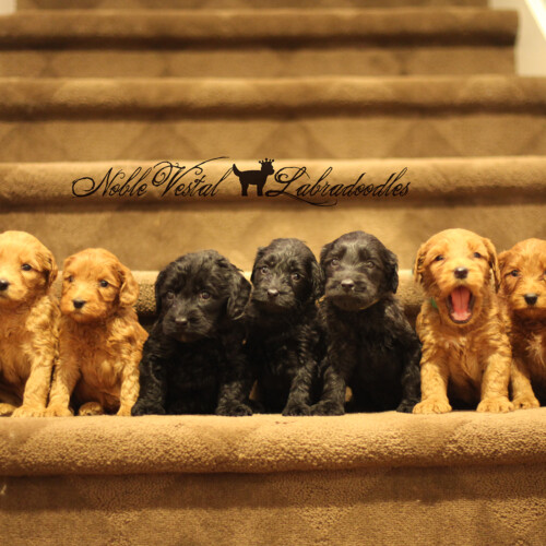 <strong>Week 5</strong><br>
05/20/2017<br>L-R: Girl, Girl, Girl, Girl, Boy, Boy, Boy, Boy, Boy