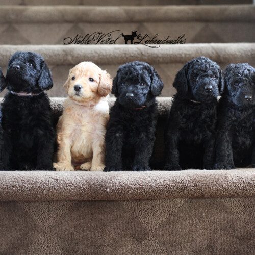 <strong>Week 4</strong><br>
05/13/2017<br>L-R: Girl, Girl, Girl, Boy, Boy, Boy, Boy