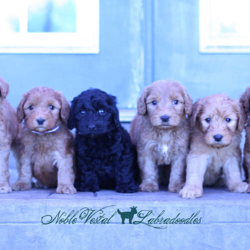 <strong>Week 6</strong><br>
05/29/2017<br>L-R: Girl, Girl, Girl, Boy, Boy, Boy