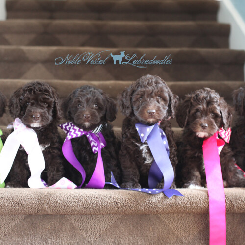 <strong>Week 7</strong><br>
05/06/2017<br>L-R: Girl, Girl, Girl, Girl, Boy, Boy