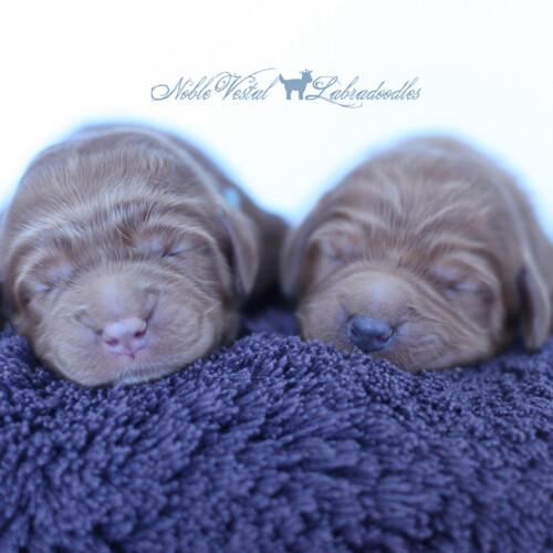 <strong>Newborn</strong><br>
05/29/2017<br>L-R: Boy, Boy