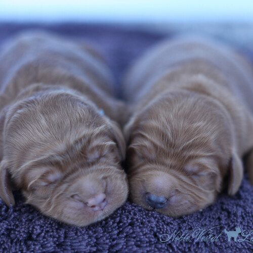 <strong>Newborn</strong><br>
05/29/2017<br>L-R: Boy, Boy