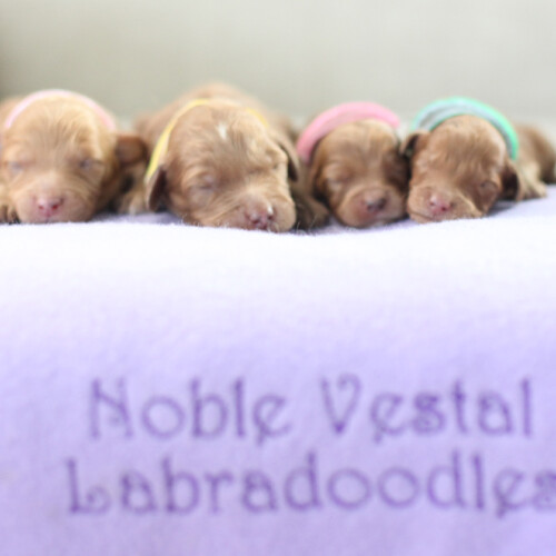 <strong>Week 1</strong><br>
05/13/2017<br>L-R: Girl, Girl, Girl, Boy