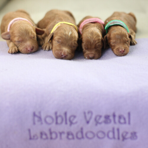 <strong>Week 1</strong><br>
05/13/2017<br>L-R: Girl, Girl, Girl, Boy