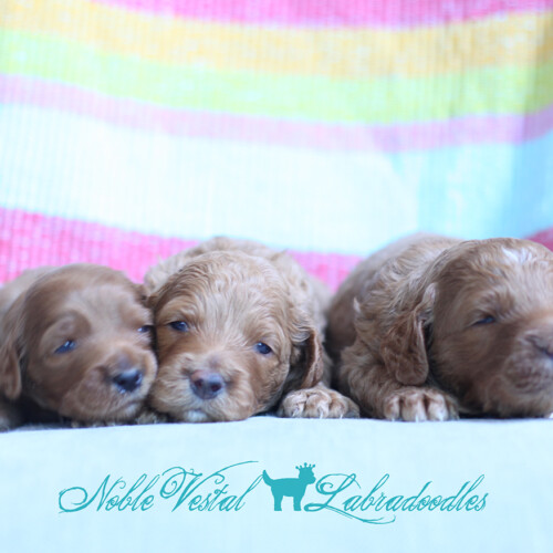 <strong>Week 3</strong><br>
05/27/2017<br>L-R: Girl, Girl, Boy