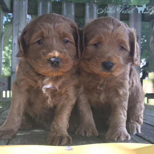 <strong>Week 4</strong><br>
06/24/2017<br>L-R: Boy, Boy
