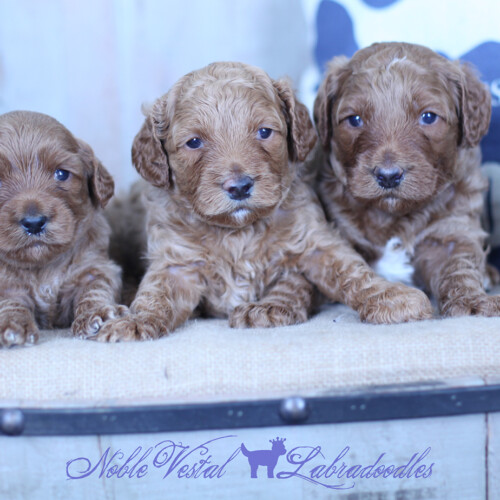 <strong>Week 4</strong><br>
06/03/2017<br>L-R: Girl, Girl, Boy