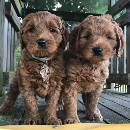 <strong>Week 5</strong><br>
07/01/2017<br>L-R: Boy, Boy