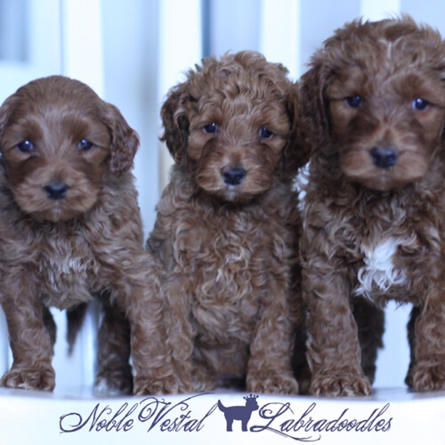 <strong>Week 5</strong><br>
06/11/2017<br>L-R: Girl, Girl, Boy