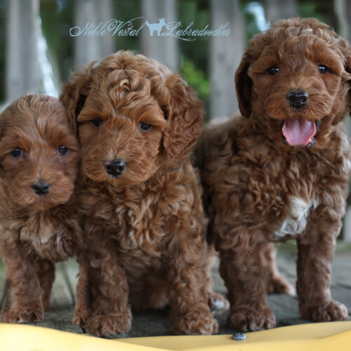<strong>Week 6</strong><br>
06/18/2017<br>L-R: Girl, Girl, Boy