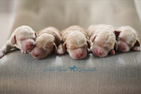 <strong>Newborn</strong><br>
07/05/2017<br>L-R: Girl, Girl, Boy, Boy, Boy