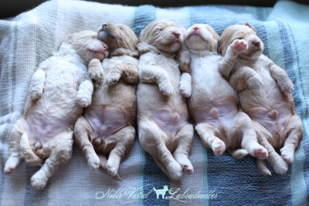 <strong>Week 2</strong><br>
07/16/2017<br>L-R: Girl, Girl, Boy, Boy, Boy