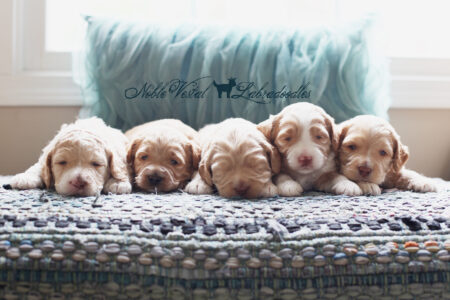 <strong>Week 3</strong><br>
07/23/2017<br>L-R: Girl, Girl, Boy, Boy, Boy